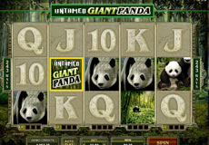 Untamed Giant Panda